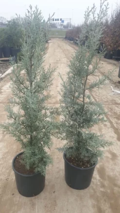 Cipres (Cupressus Arizonica 'Glauca') -Tuinplantenwinkel 94d98ecf eeaf 4488 bd36 6b6bea13f39a 1