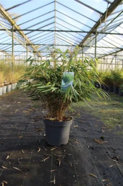 Niet Woekerende Bamboe (Fargesia Robusta 'Pingwu') -Tuinplantenwinkel 99270d6993418a6fc1af88a65aadc88b