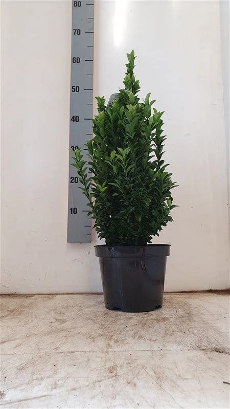 Kardinaalshoed (Euonymus Japonicus 'Green Spire') 2 Kardinaalshoed (Euonymus Japonicus 'Green Spire') - Afbeelding 2