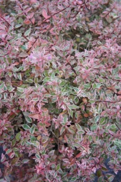 Tuinplantenwinkel -Tuinplantenwinkel abelia confetti 6