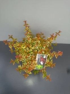 Abelia (Abelia Grandiflora 'Kaleidoscope') 15 Abelia (Abelia Grandiflora 'Kaleidoscope') -Tuinplantenwinkel abelia gr. kaleidoscope