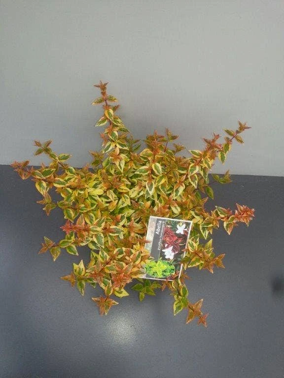Abelia (Abelia Grandiflora 'Kaleidoscope') 7 Abelia (Abelia Grandiflora 'Kaleidoscope') - Afbeelding 7