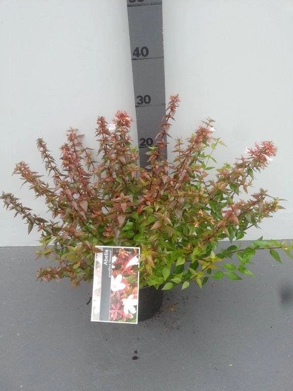 Abelia (Abelia Grandiflora 'Sherwood') 5 Abelia (Abelia Grandiflora 'Sherwood') - Afbeelding 5