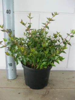 Abelia (Abelia Grandiflora 'Sherwood') -Tuinplantenwinkel abelia sherwood c3 18 7 2019 1