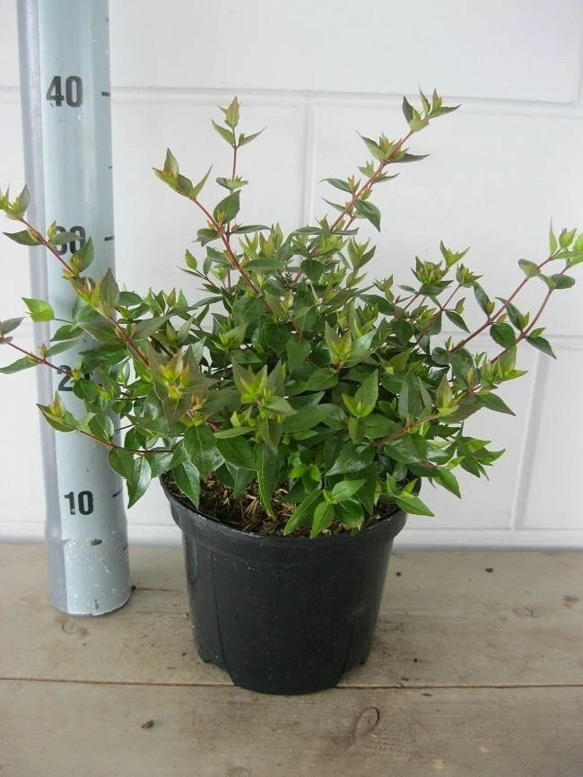 Abelia (Abelia Grandiflora 'Sherwood') 7 Abelia (Abelia Grandiflora 'Sherwood') - Afbeelding 7
