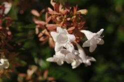 Tuinplantenwinkel -Tuinplantenwinkel abelia x grandiflora02 2