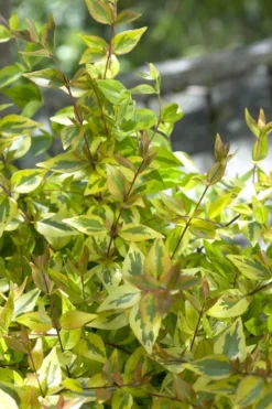 Tuinplantenwinkel -Tuinplantenwinkel abelia x grandiflora kaleidoscope