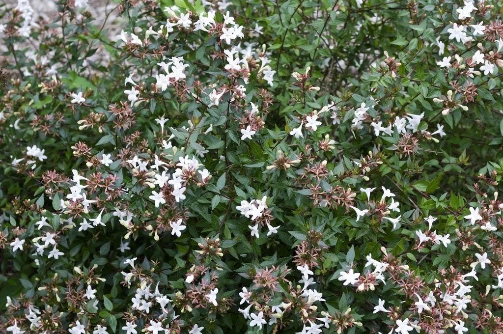 Abelia (Abelia Grandiflora 'Sherwood') 1 Abelia (Abelia Grandiflora 'Sherwood')