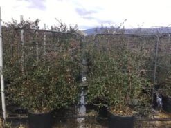 Tuinplantenwinkel -Tuinplantenwinkel abelidagrandifloraoprek 1