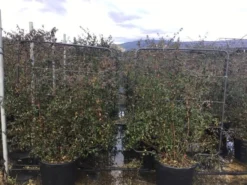 Tuinplantenwinkel -Tuinplantenwinkel abelidagrandifloraoprek