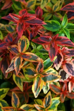 Abelia (Abelia Grandiflora 'Kaleidoscope') 11 Abelia (Abelia Grandiflora 'Kaleidoscope') -Tuinplantenwinkel abgkale abelia kaleidoscope close up foliage