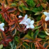 Abelia (Abelia Grandiflora 'Kaleidoscope')