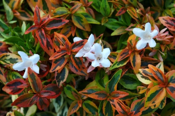 Abelia (Abelia Grandiflora 'Kaleidoscope') 1 Abelia (Abelia Grandiflora 'Kaleidoscope')