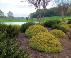 Abelia (Abelia Grandiflora 'Kaleidoscope') 12 Abelia (Abelia Grandiflora 'Kaleidoscope') -Tuinplantenwinkel abgkale abelia kaleidoscope garden 2