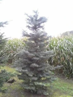 Colorado Zilverspar (Abies Concolor) -Tuinplantenwinkel abies concolor 300 350