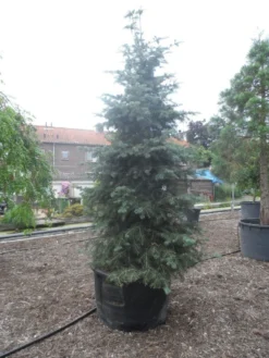 Colorado Zilverspar (Abies Concolor) -Tuinplantenwinkel abies concolor glauca 350 400 c600