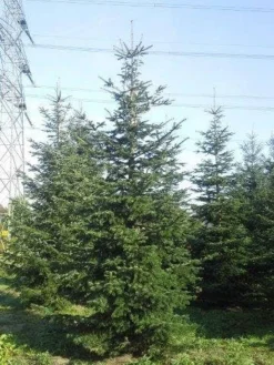 Nordmann-spar (Abies Nordmanniana) 25 Nordmann-spar (Abies Nordmanniana) -Tuinplantenwinkel abies nordmaniana 550