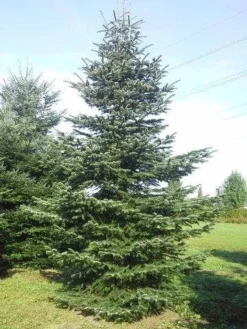 Nordmann-spar (Abies Nordmanniana) 26 Nordmann-spar (Abies Nordmanniana) -Tuinplantenwinkel abies nordmaniana 650 1