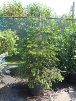 Nordmann-spar (Abies Nordmanniana) 22 Nordmann-spar (Abies Nordmanniana) -Tuinplantenwinkel abies nordmanniana 150 175 200