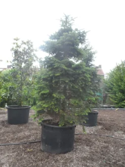 Nordmann-spar (Abies Nordmanniana) 23 Nordmann-spar (Abies Nordmanniana) -Tuinplantenwinkel abies nordmanniana 350 400 c750