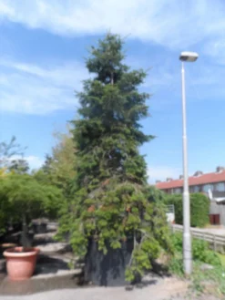 Nordmann-spar (Abies Nordmanniana) 21 Nordmann-spar (Abies Nordmanniana) -Tuinplantenwinkel abies nordmanniana 400 500 c1500