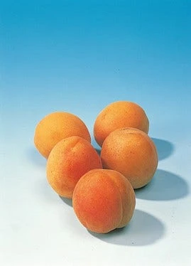 Abrikozenboom (Prunus Armeniaca) 6 Abrikozenboom (Prunus Armeniaca) - Afbeelding 6