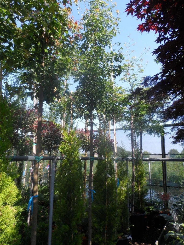 Drietandsesdoorn (Acer Buergerianum) 1 Drietandsesdoorn (Acer Buergerianum)