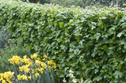 Veldesdoorn Als Haag (Acer Campestre)