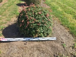 Spaanse Aak Als Bol (Acer Campestre) -Tuinplantenwinkel acer campestre 90 cm breed bol drkl 1