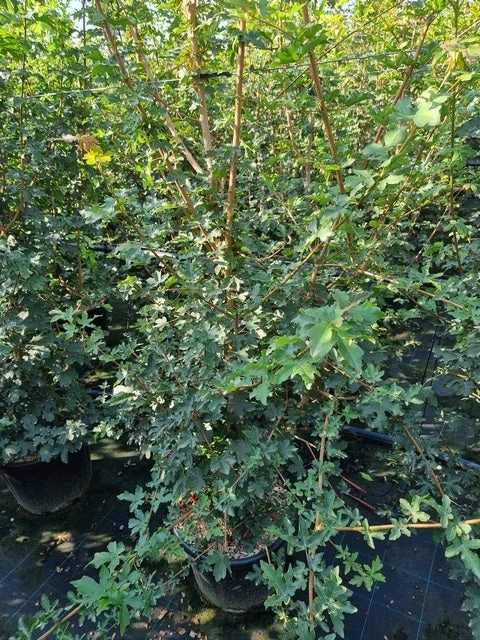 Meerstammige Veldesdoorn (Acer Campestre) 1 Meerstammige Veldesdoorn (Acer Campestre)