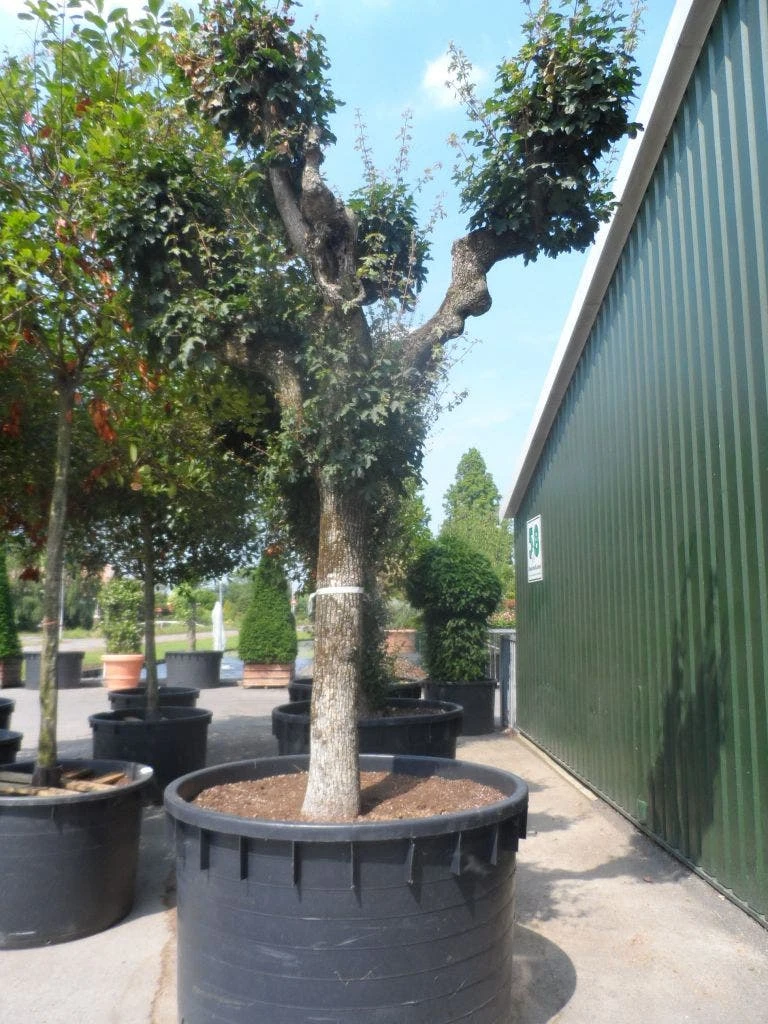 Bolesdoorn (Acer Campestre 'Nanum') 5 Bolesdoorn (Acer Campestre 'Nanum') - Afbeelding 5