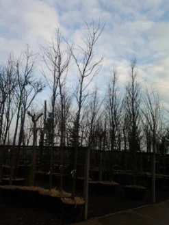 Rode Esdoorn (Acer Platanoides 'Crimson King') -Tuinplantenwinkel acer crimson king