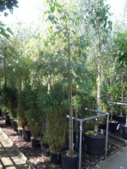 Chinese Esdoorn (Acer Davidii ) -Tuinplantenwinkel acer davidii 12 14ho cont