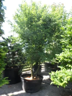 Chinese Esdoorn (Acer Davidii ) -Tuinplantenwinkel acer davidii 350 400 c500 solitair meerstammig