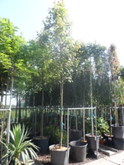 Esdoorn (Acer Freemanii 'Autumn Blaze') 7 Esdoorn (Acer Freemanii 'Autumn Blaze') -Tuinplantenwinkel acer freemanii autumn blaze 14 16ho cont