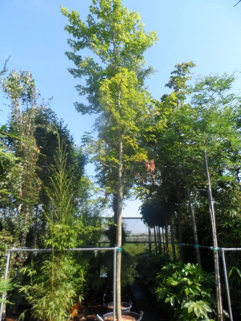 Esdoorn (Acer Freemanii 'Autumn Blaze') 2 Esdoorn (Acer Freemanii 'Autumn Blaze') - Afbeelding 2