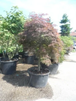 Japanse Esdoorn (Acer Palmatum 'Garnet') -Tuinplantenwinkel acer garnet 120 130stam extra
