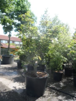 Japanse Esdoorn (Acer Japonicum 'Aconitifolium') -Tuinplantenwinkel acer japonicum aconitifolium 175 200 c350