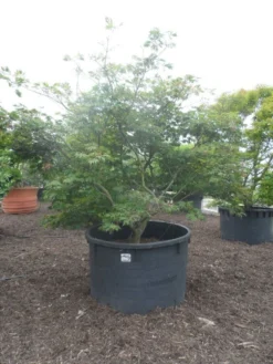 Japanse Esdoorn (Acer Japonicum 'Aconitifolium') -Tuinplantenwinkel acer japonicum aconitifolium 250 300 c1500