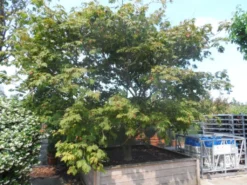 Japanse Esdoorn (Acer Japonicum 'Aconitifolium') -Tuinplantenwinkel acer japonicum aconitifolium solitair