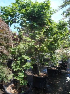 Japanse Esdoorn (Acer Japonicum 'Vitifolium') -Tuinplantenwinkel acer japonicum vitifolium 250 300 c130