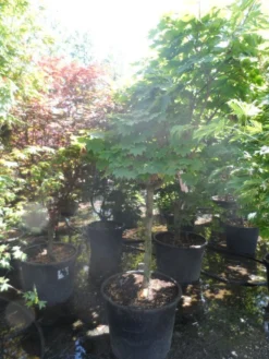 Japanse Esdoorn (Acer Japonicum 'Vitifolium') -Tuinplantenwinkel acer japonicum vitifolium halfstam c130