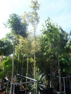 Vederesdoorn Als Boom (Acer Negundo 'Flamingo') -Tuinplantenwinkel acer negundo flamingo 10 12ho cont