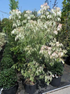Vederesdoorn Als Boom (Acer Negundo 'Flamingo') -Tuinplantenwinkel acer negundo flamingo 125 150 175 c25 1
