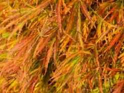 Japanse Esdoorn (Acer Palmatum 'Dissectum') -Tuinplantenwinkel acer p. dissectum achtergrond 2