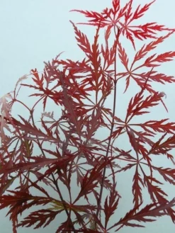 Japanse Esdoorn (Acer Palmatum 'Garnet') -Tuinplantenwinkel acer p. garnet 2