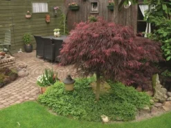 Japanse Esdoorn (Acer Palmatum 'Inabe-shidare') -Tuinplantenwinkel acer p. inaba shidare 1