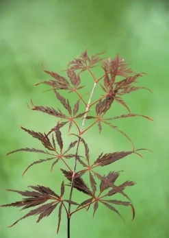 Japanse Esdoorn (Acer Palmatum 'Inabe-shidare') -Tuinplantenwinkel acer p. inaba shidare 2