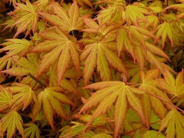 Japanse Esdoorn (Acer Palmatum 'Orange Dream') 1 Japanse Esdoorn (Acer Palmatum 'Orange Dream')