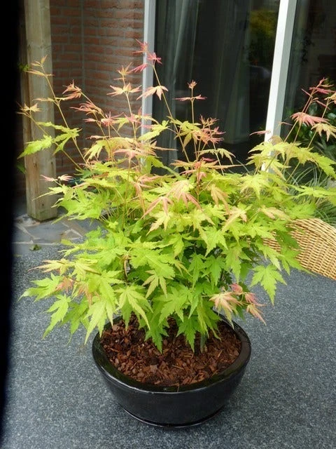 Japanse Esdoorn (Acer Palmatum 'Orange Dream') 3 Japanse Esdoorn (Acer Palmatum 'Orange Dream') - Afbeelding 3